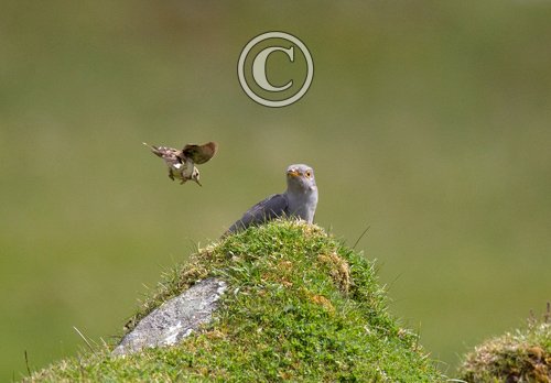 Cuckoo and Meadow Pipit DM0842